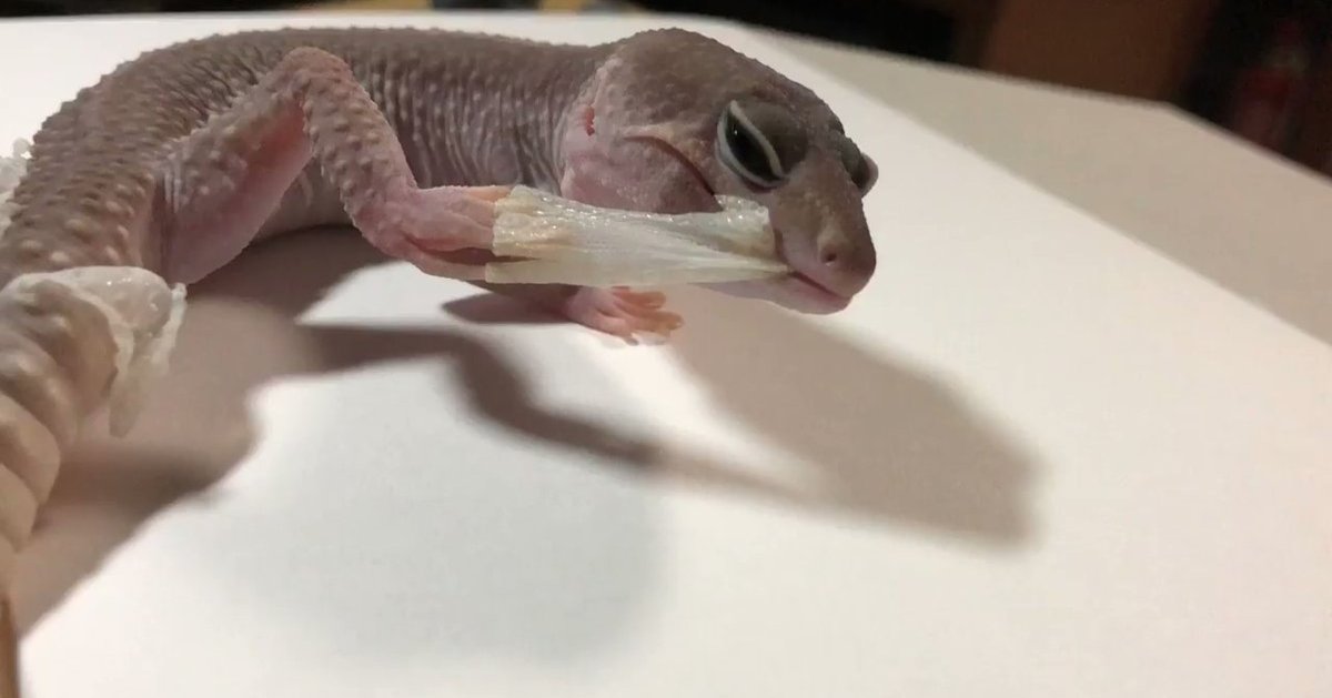 Шкура гадюки