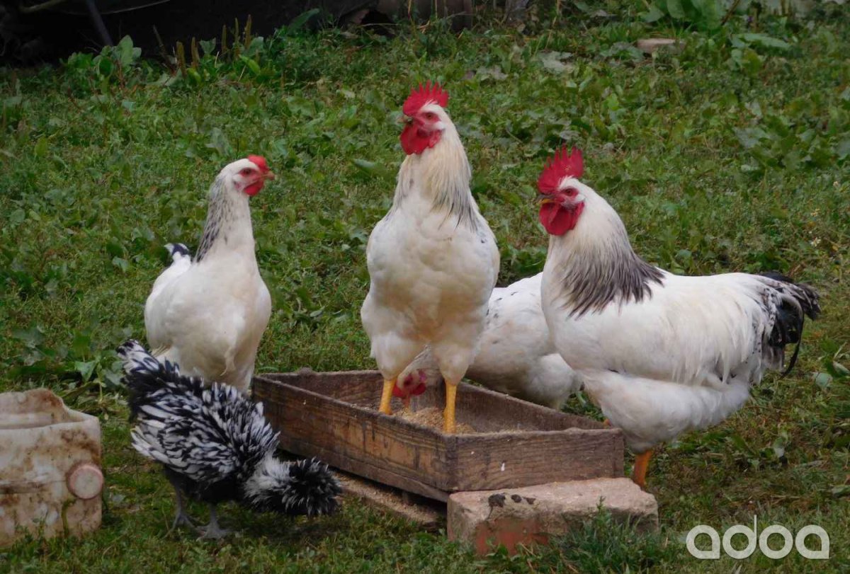 Семья Адлерская серебристая