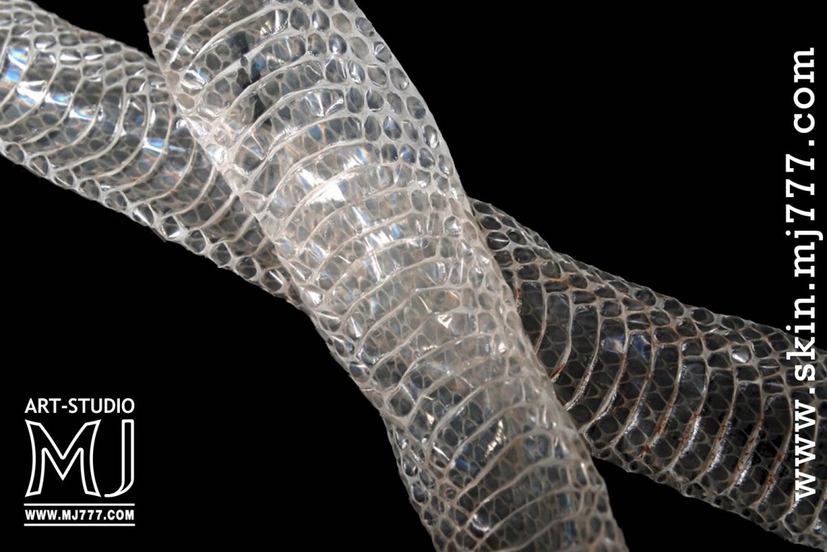 Техасский гремучник погремушка