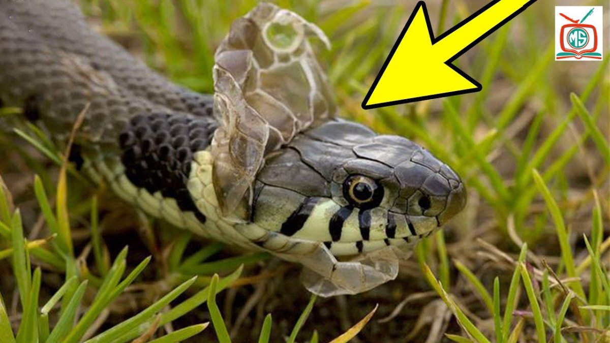 Гадюка серая с ромбиками