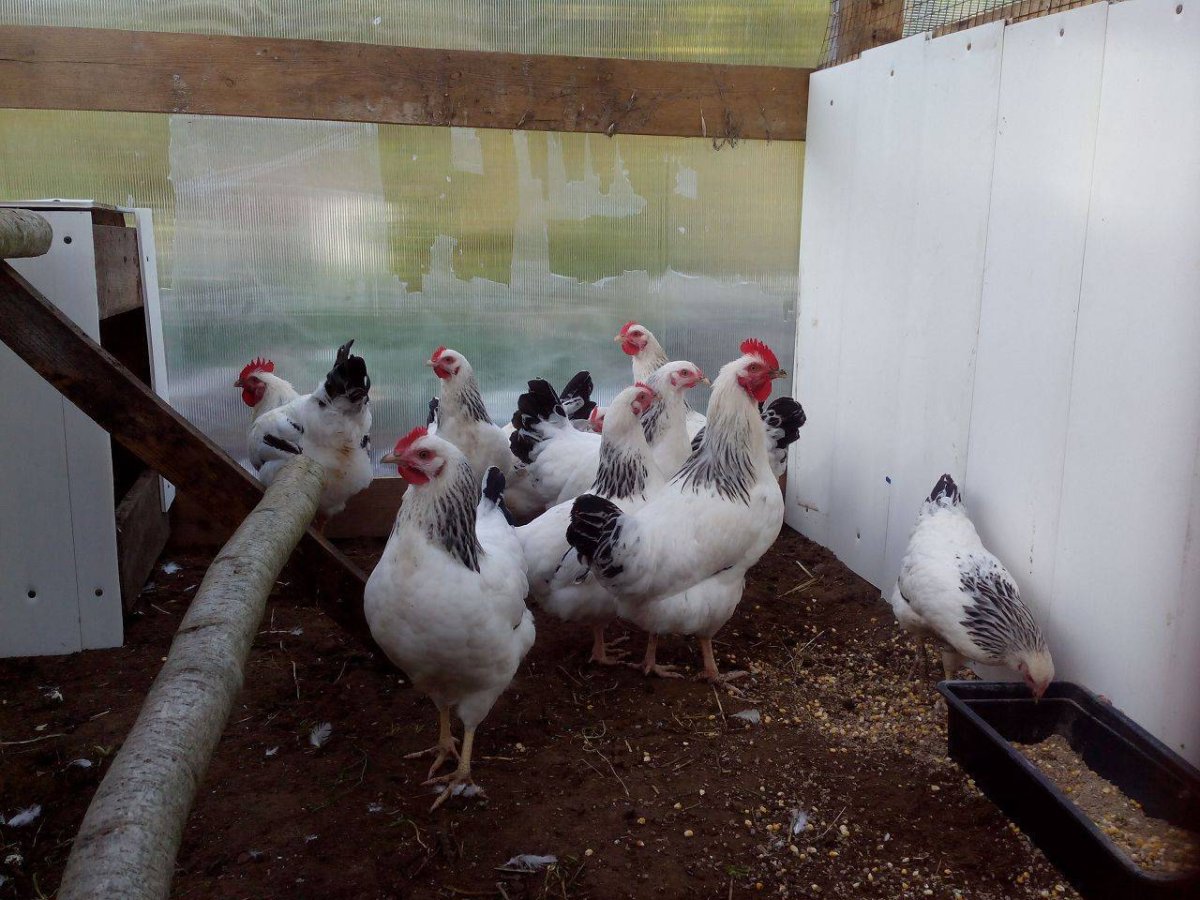 Куры порода Адлерская серебристая яйценоскость