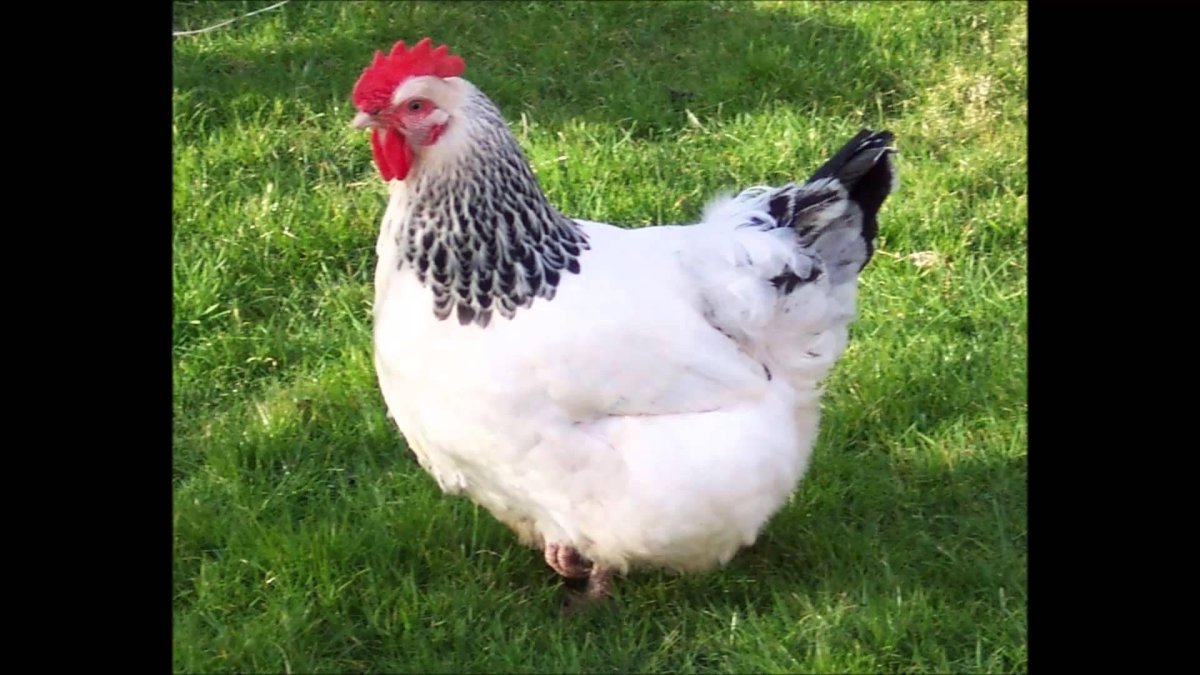 Адлерская серебристая порода Родина