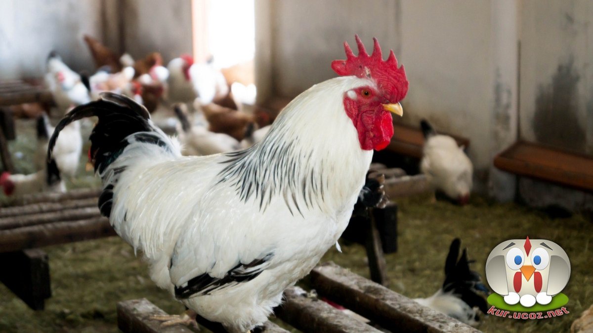 Петух породы Адлерская серебристая