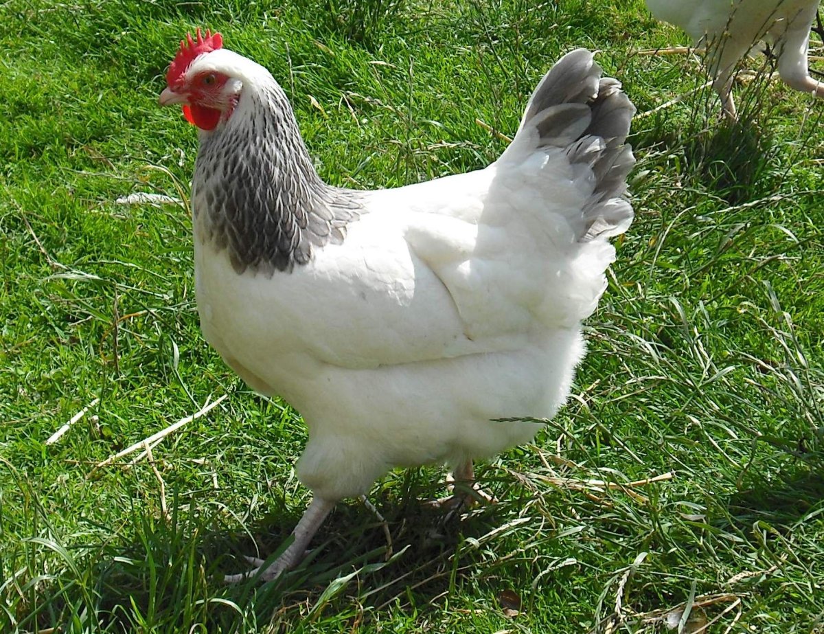 Куры несушки Суссекс