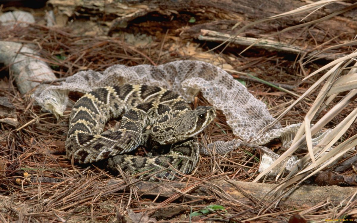 Кожные заболевания у змей