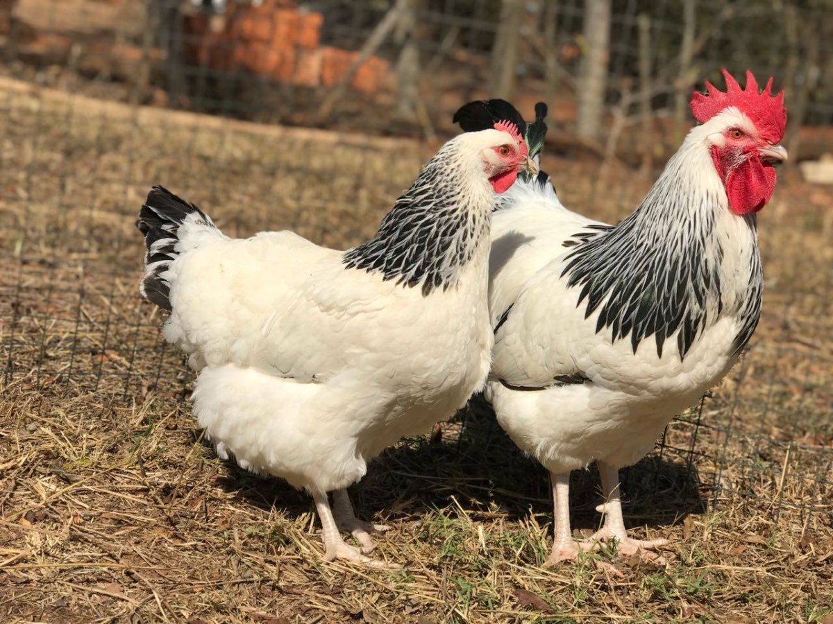 Куры Доминант Суссекс
