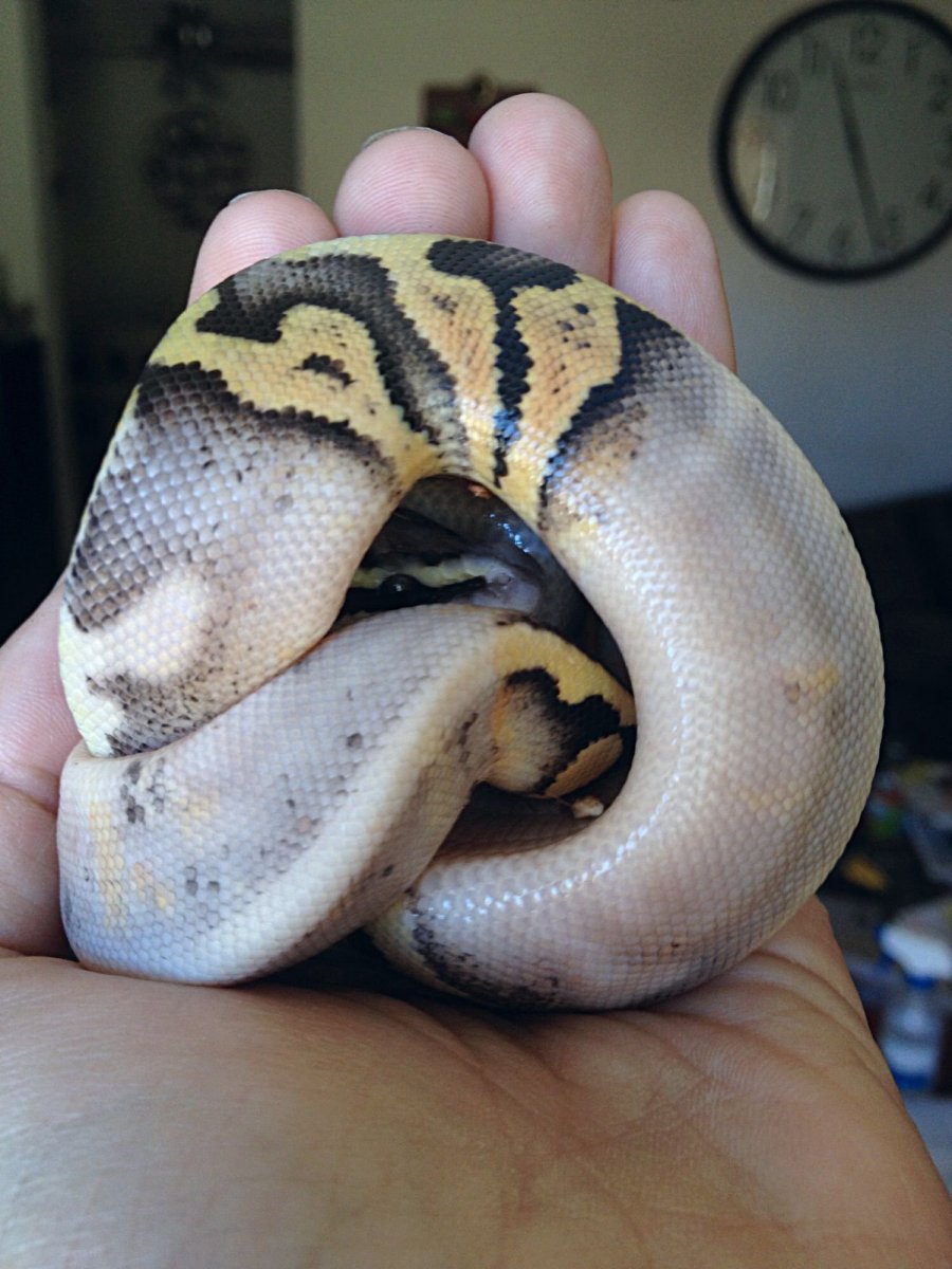 Линька геккона