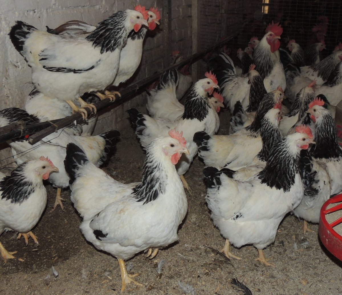 Куры Леггорн коралл