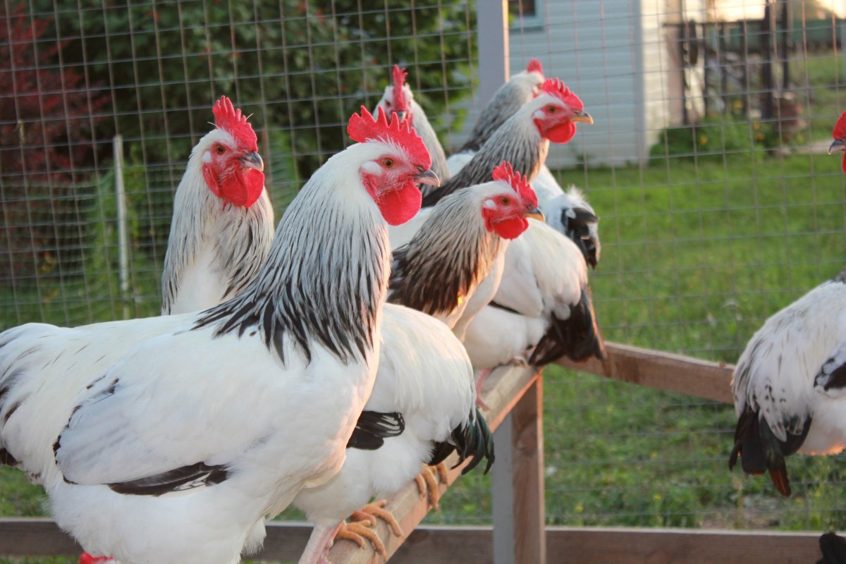 Куры серебристые Адлеровские