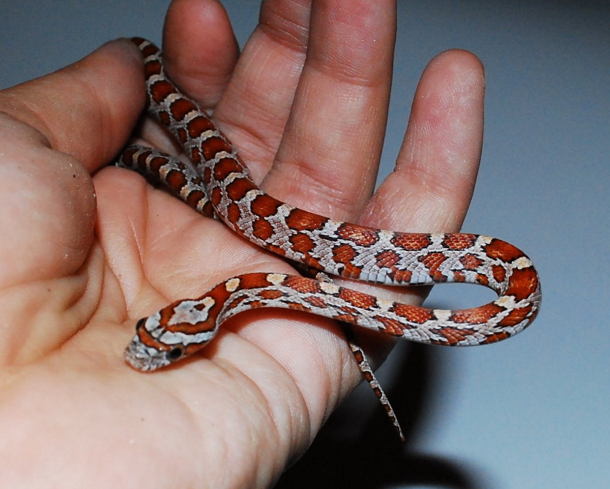 Ящер сбрасывает кожу