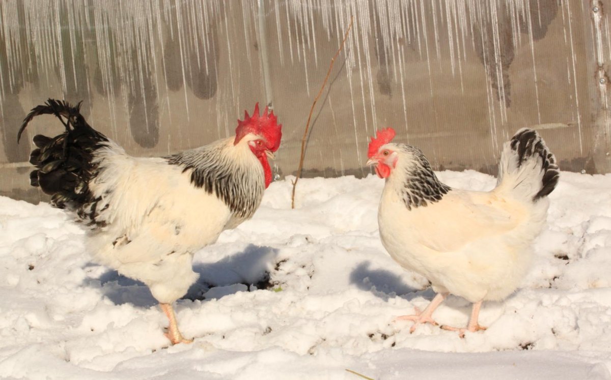 Петух Доминант Суссекс
