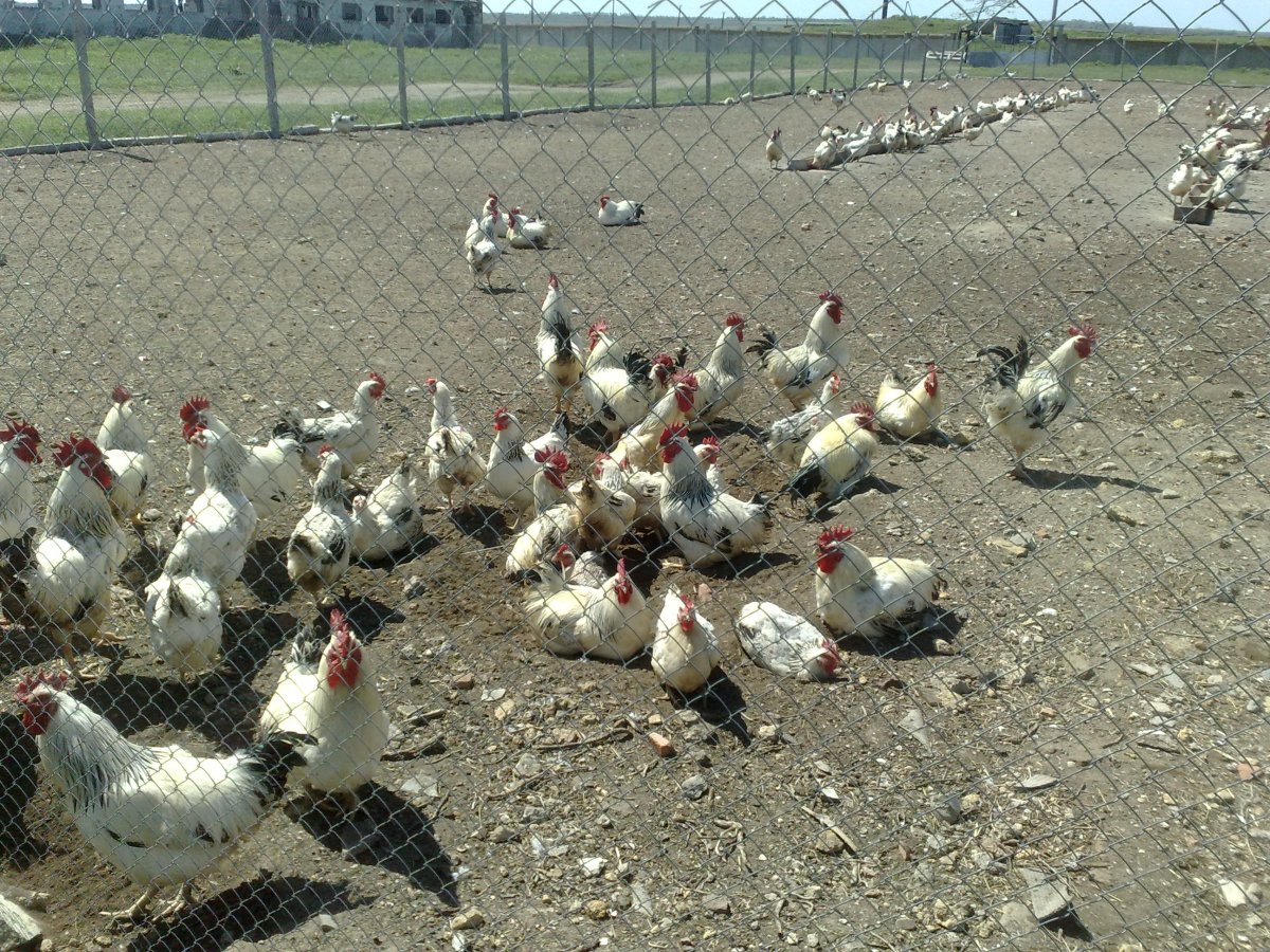 Цыплята Адлерская серебристая 3 месяца