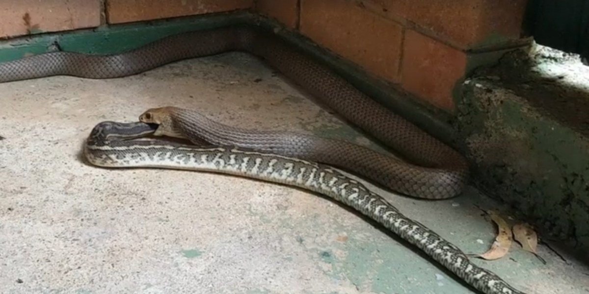 Выползок гадюки