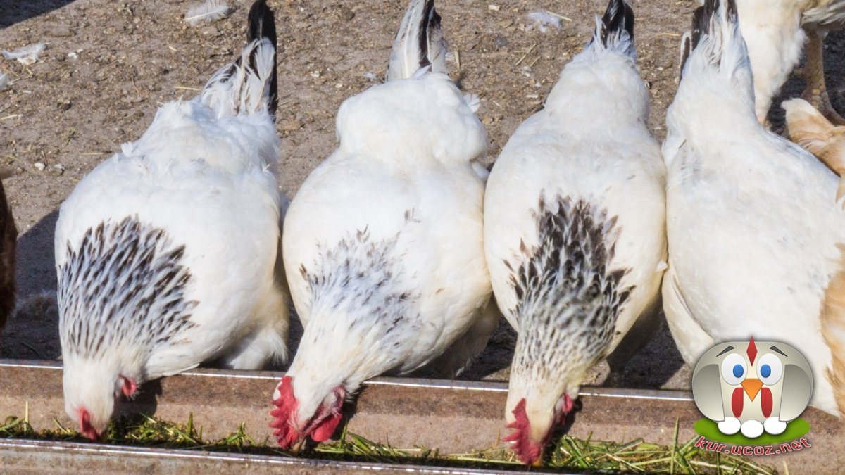 Куры Адлерская серебристая яйценоскость