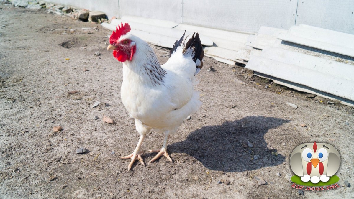 Петух породы Адлерская серебристая