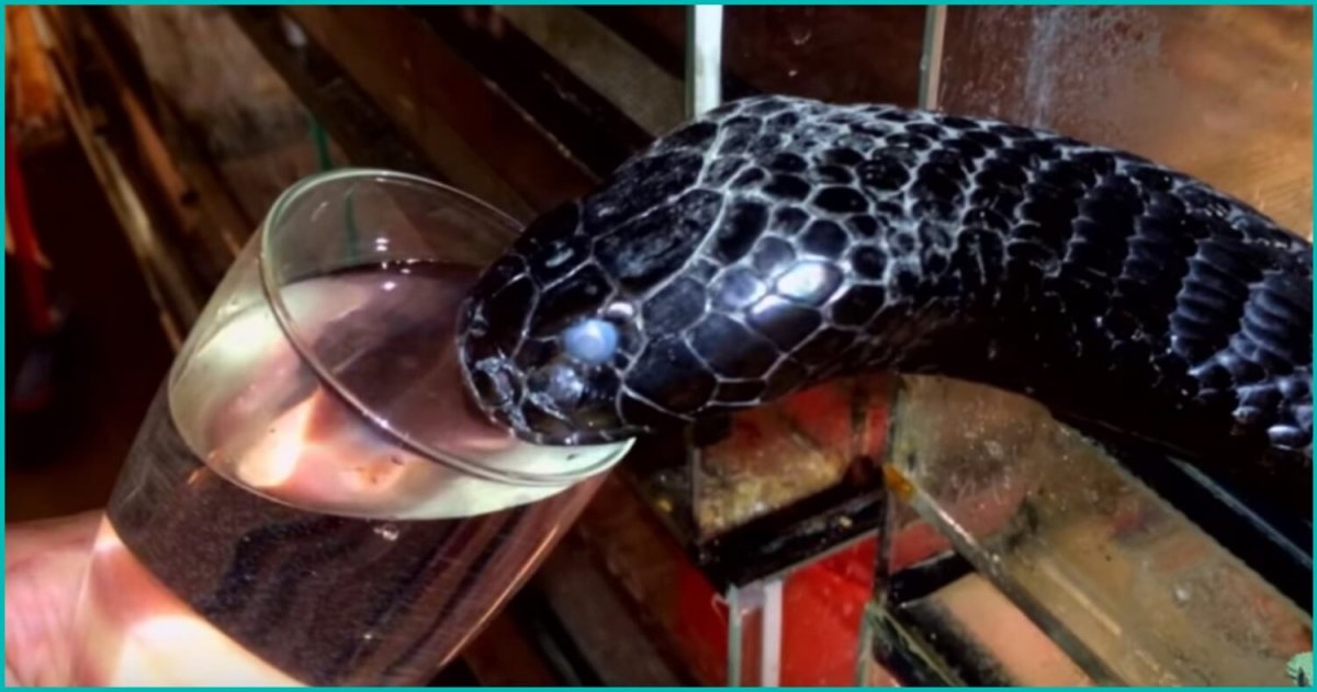 Змея мамба узкоголовая