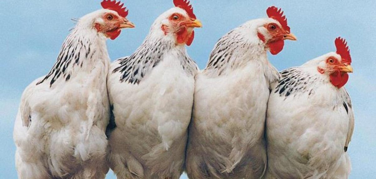 Доминант Адлерская серебристая