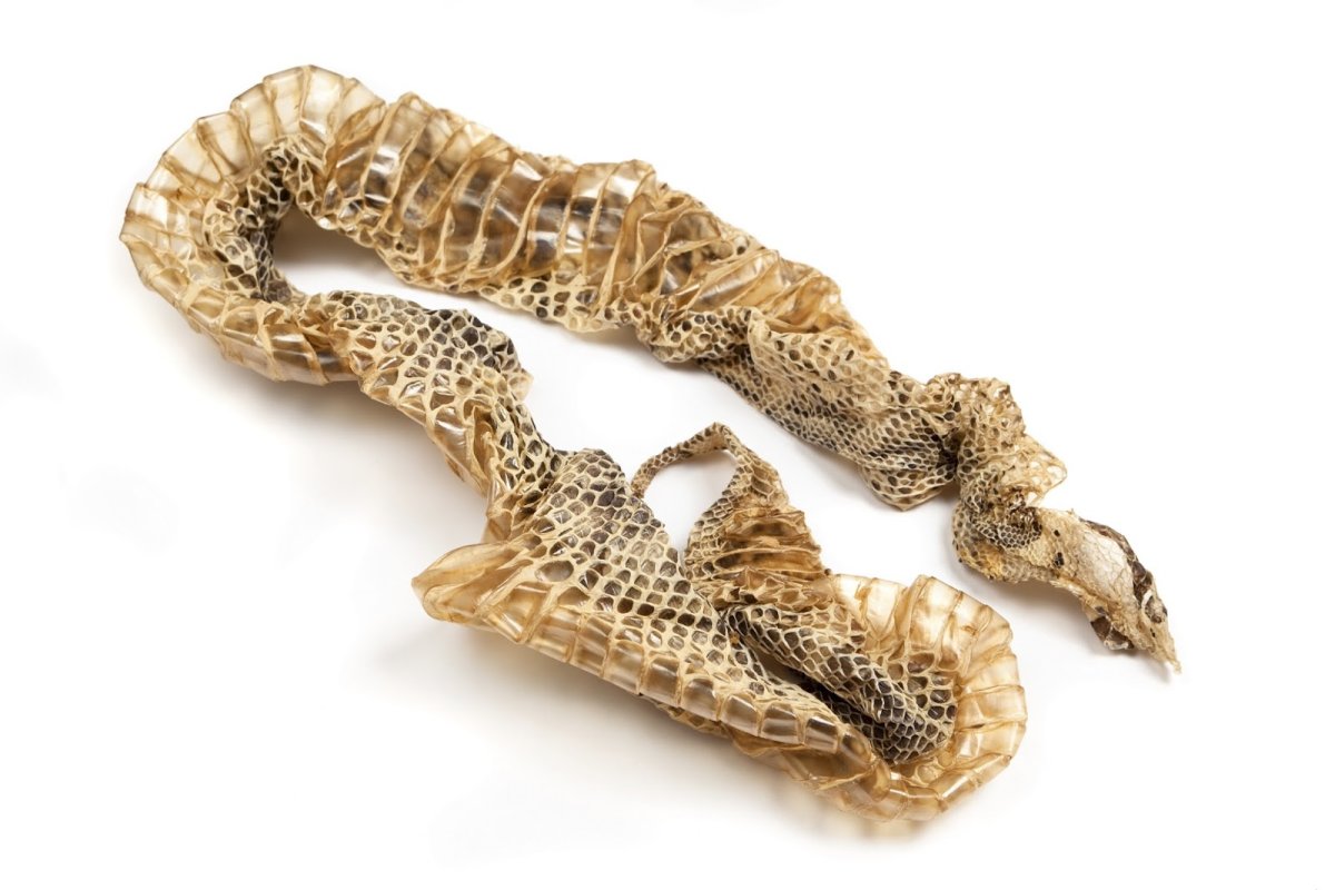 Голова ядовитой змеи