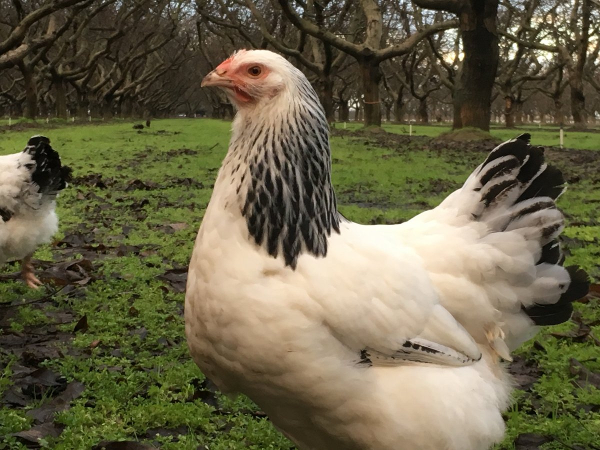 Хохлатый Суссекс