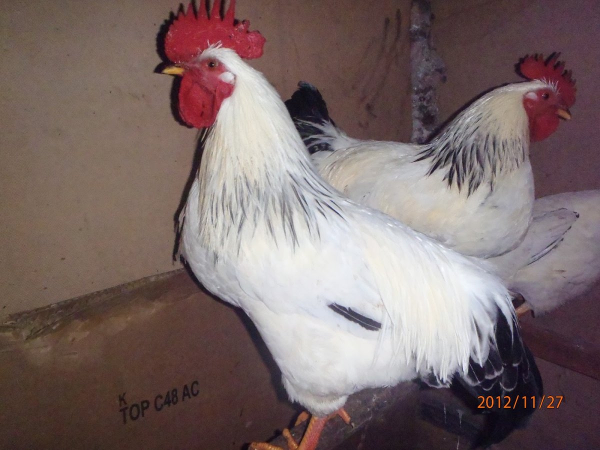 Петух Адлерский серебристый