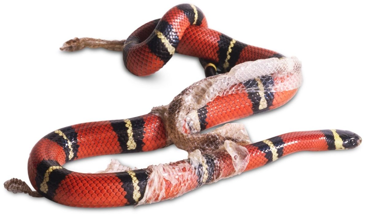 Королевская Кобра ест змей