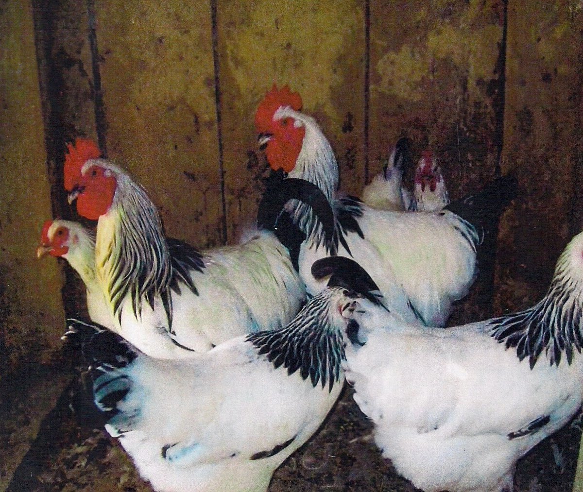 Леггорн Адлерская серебристая