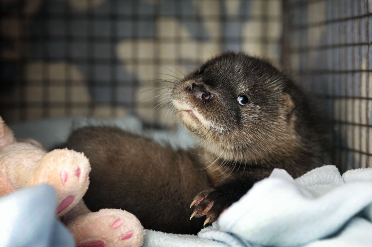 Норка красная книга