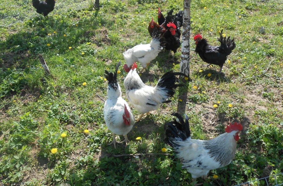 Цыплята Адлерская серебристая