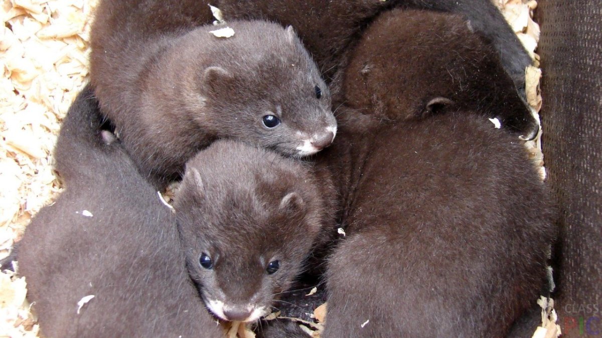 Породы норок