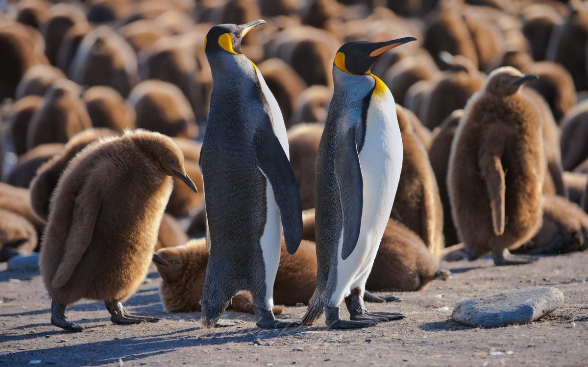 Птенец королевского пингвина
