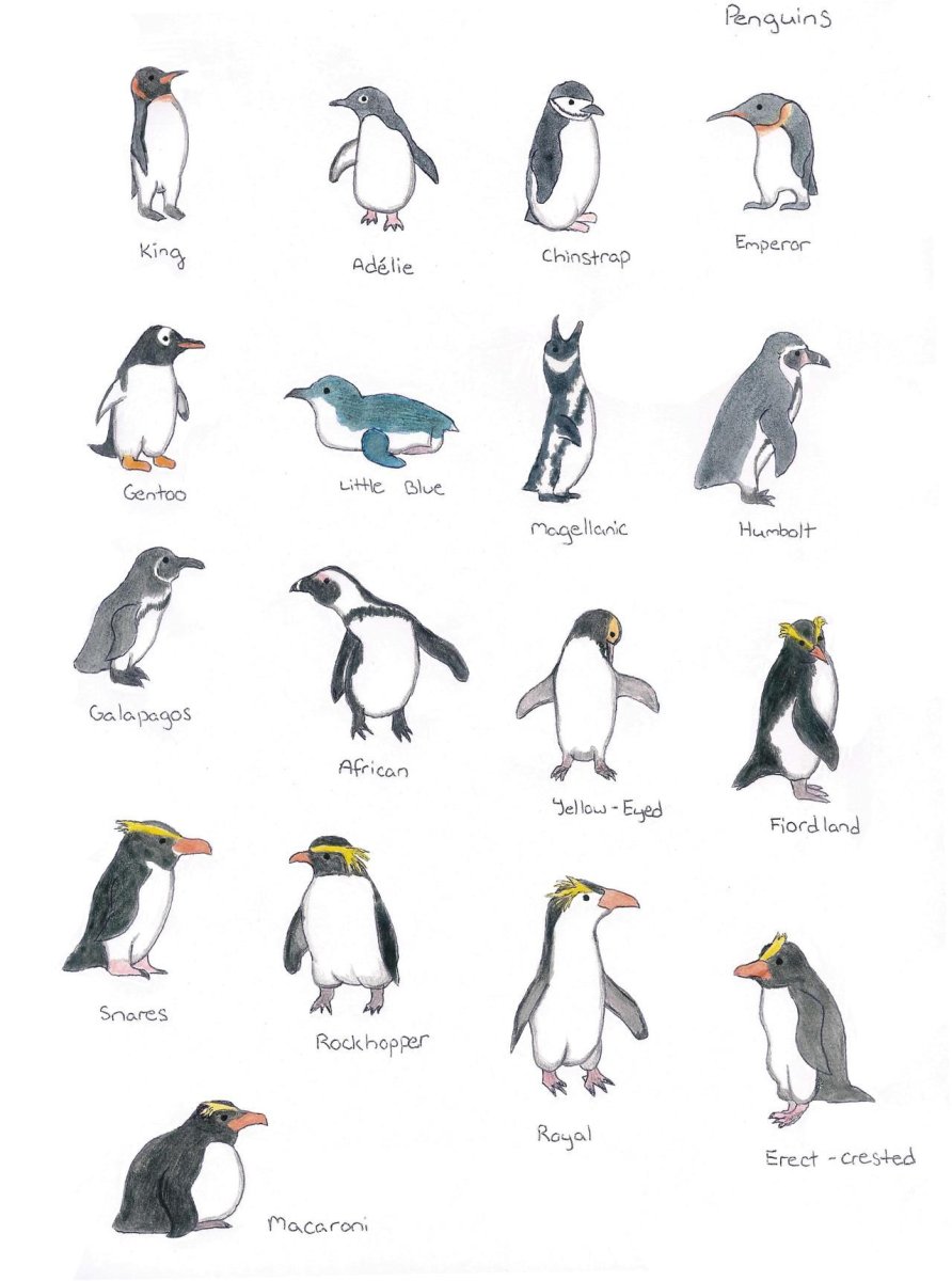 Название пингвинов