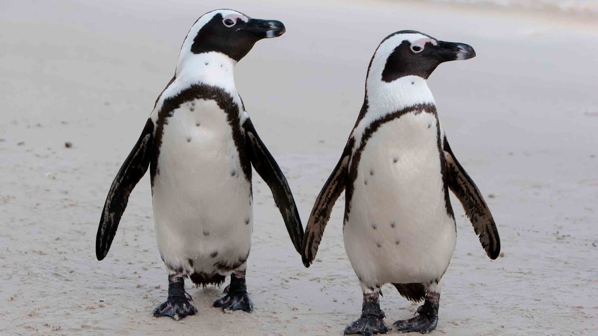 Очковый Пингвин в Африке