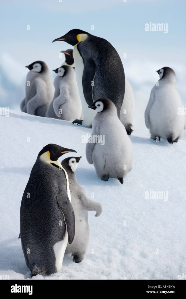 Императорский Пингвин Эрик сын Мабл