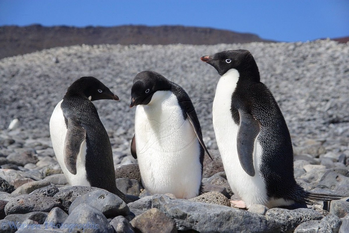 Антарктида пингвины Адели
