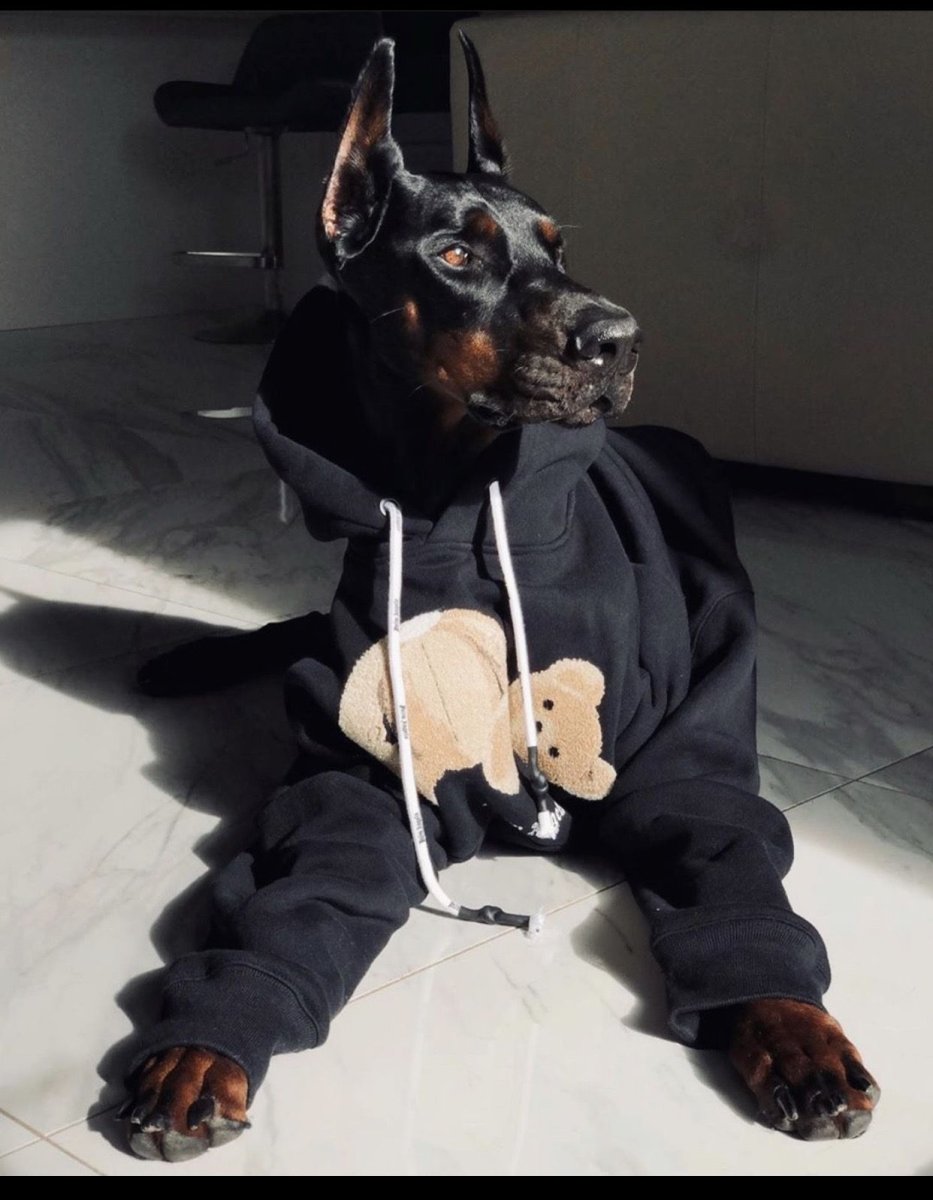 Доберманы Эстетика Баленсиага