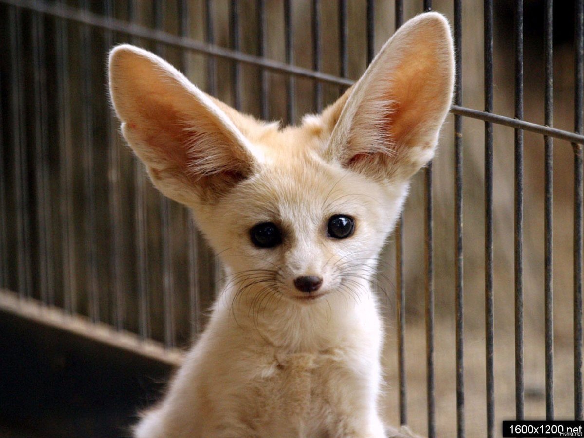 Собака фенек