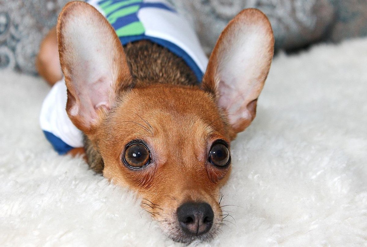 Чихуахуа и Бассет