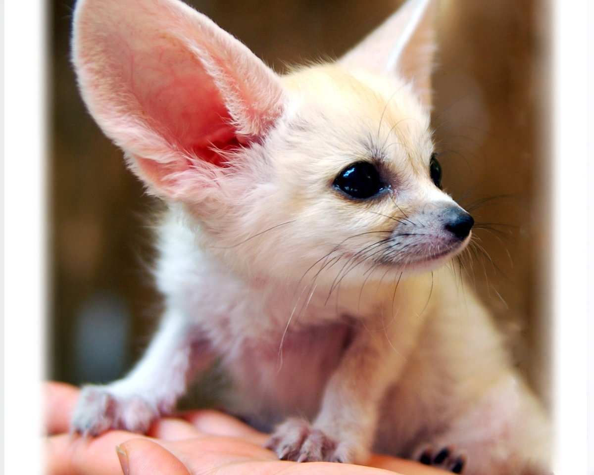 Фенек Степная лисица