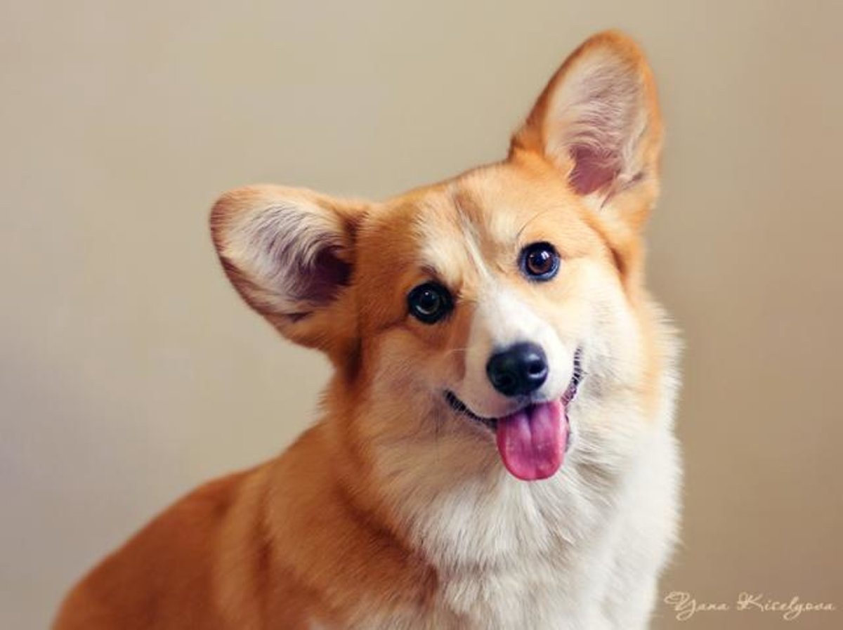 Вельш корги мини