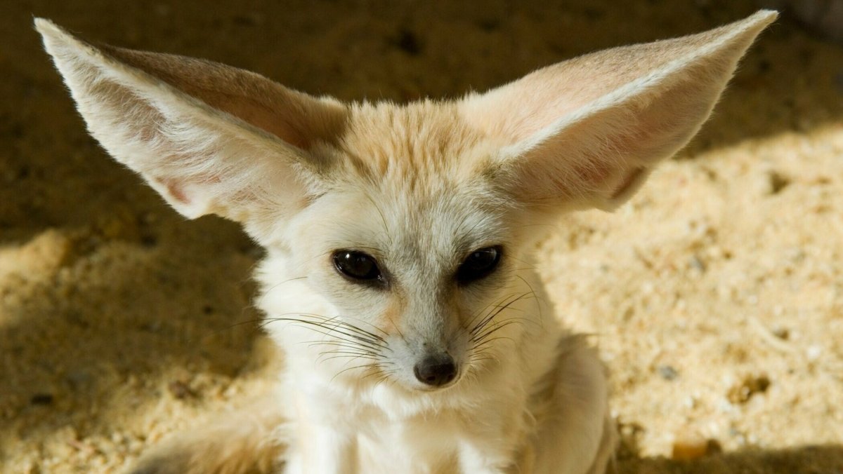 Фенек лысый