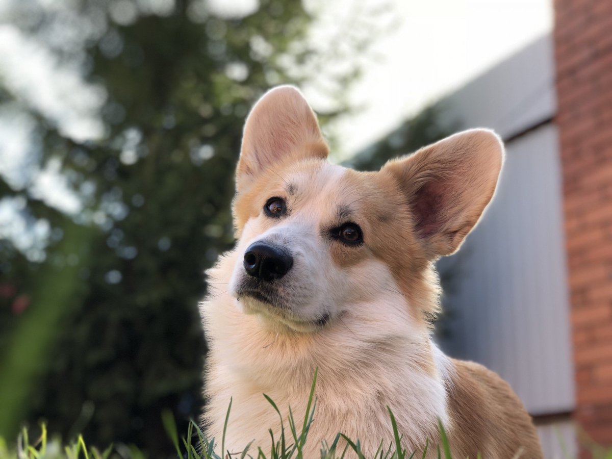 Корги собака Пинтерест