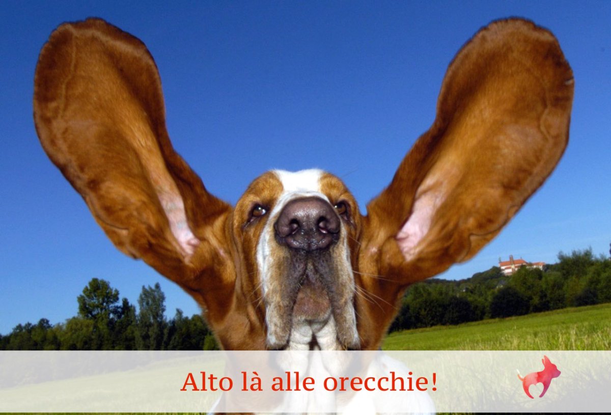 Собака с длинными ушами