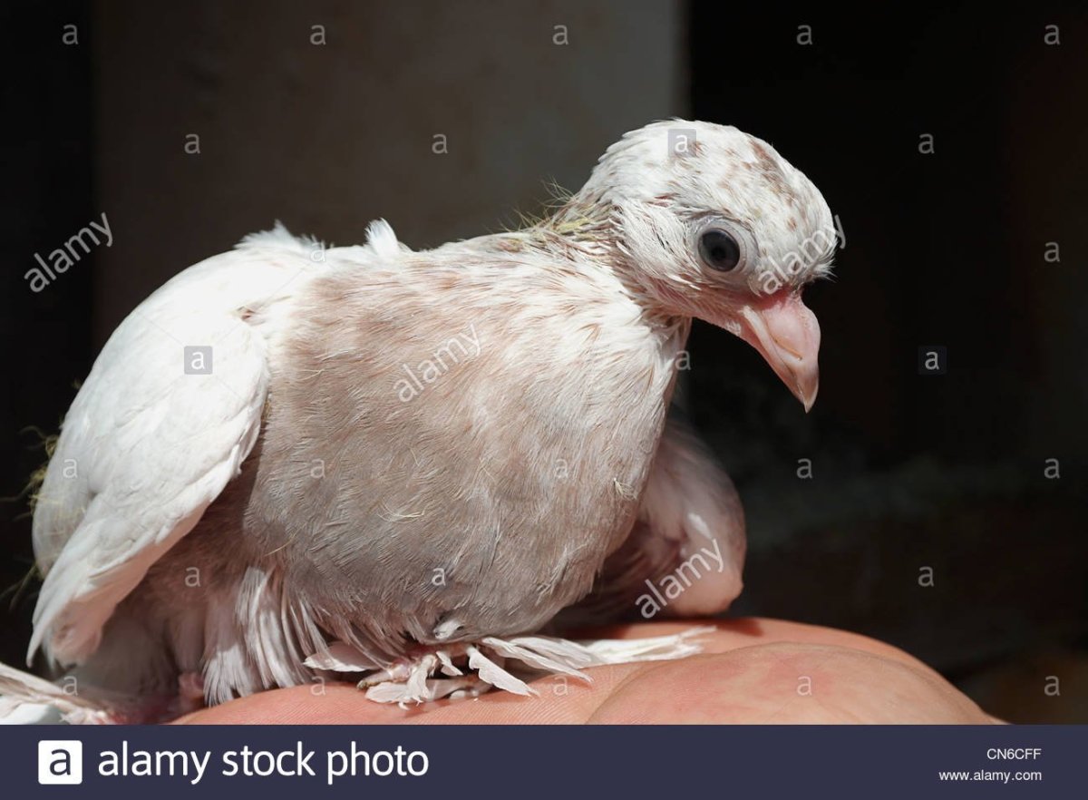 Чижик птенец