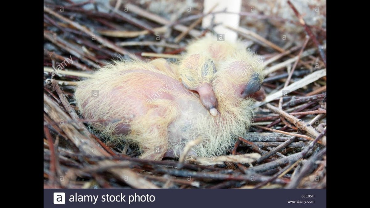 Новорожденные птенцы разных птиц