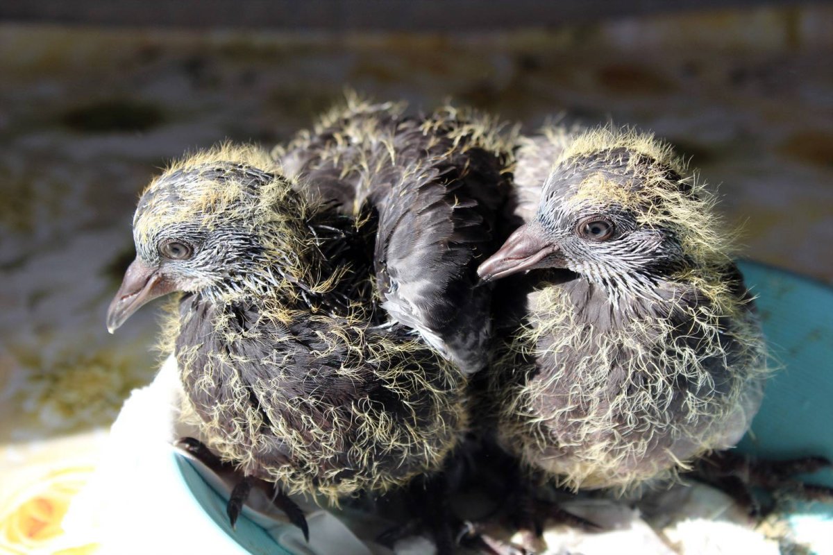 Голубята птенцы