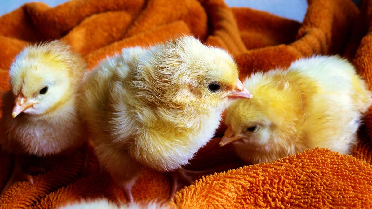 Птенец орла