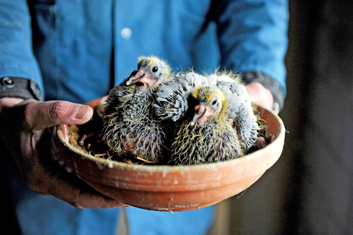 Фото птенца голубя фото