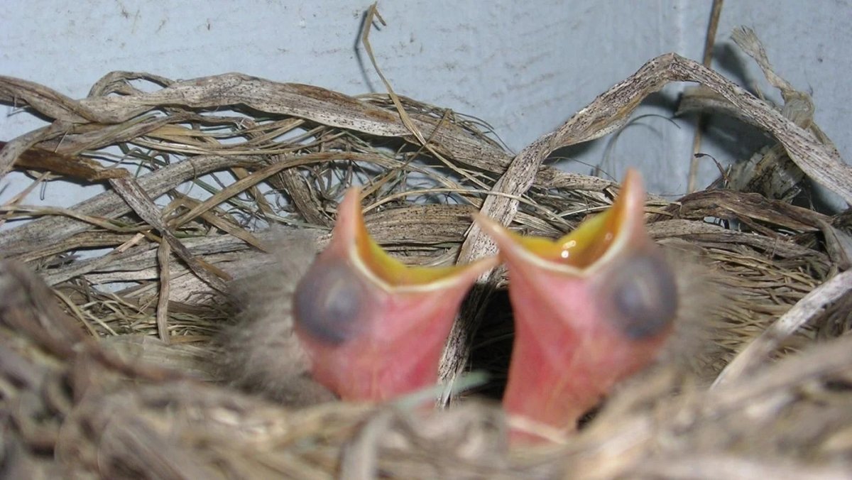 Сенегальская Горлица