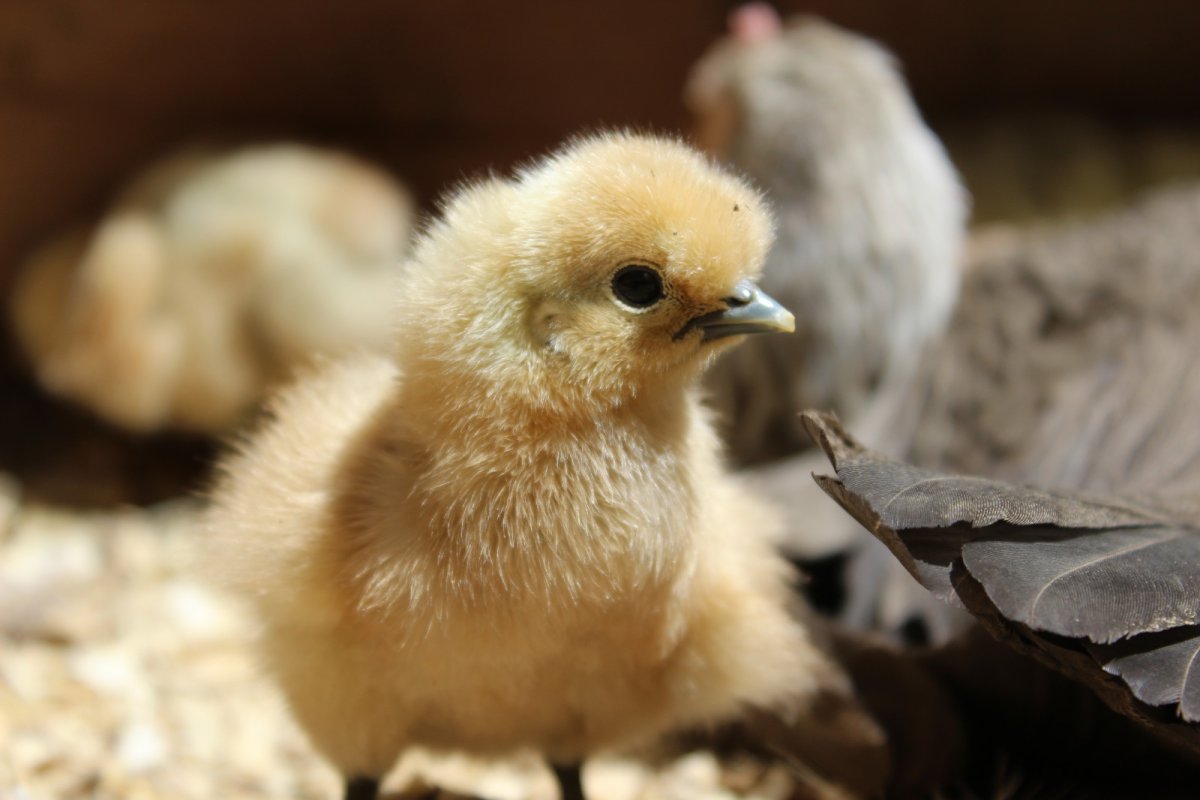 Цветной бройлер Tetra XB