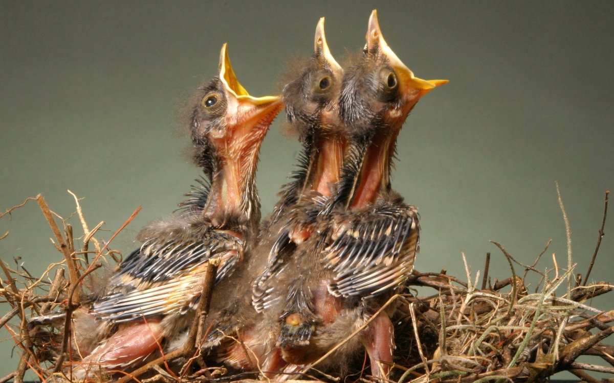 Руди Сисванто